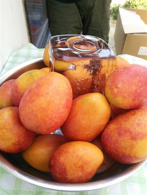 Mangue 937: All You Need To Know .
